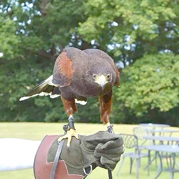 Falconry hertfordshire